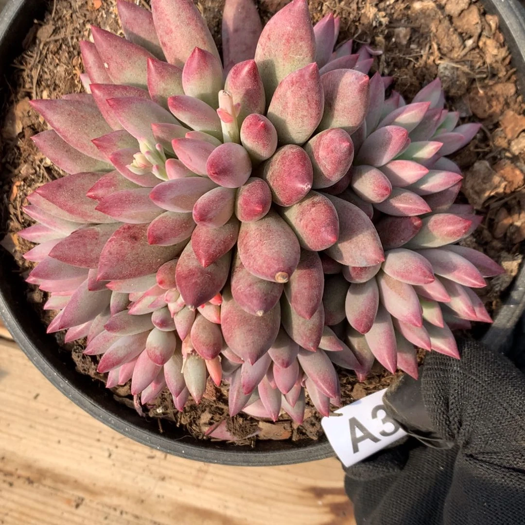 A358售后范围：签收起7天内，录开箱视频