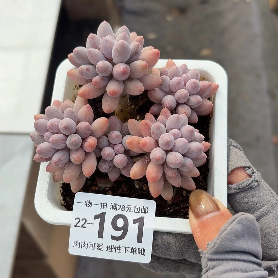 婴儿手指无盆土发货无盆土发货无