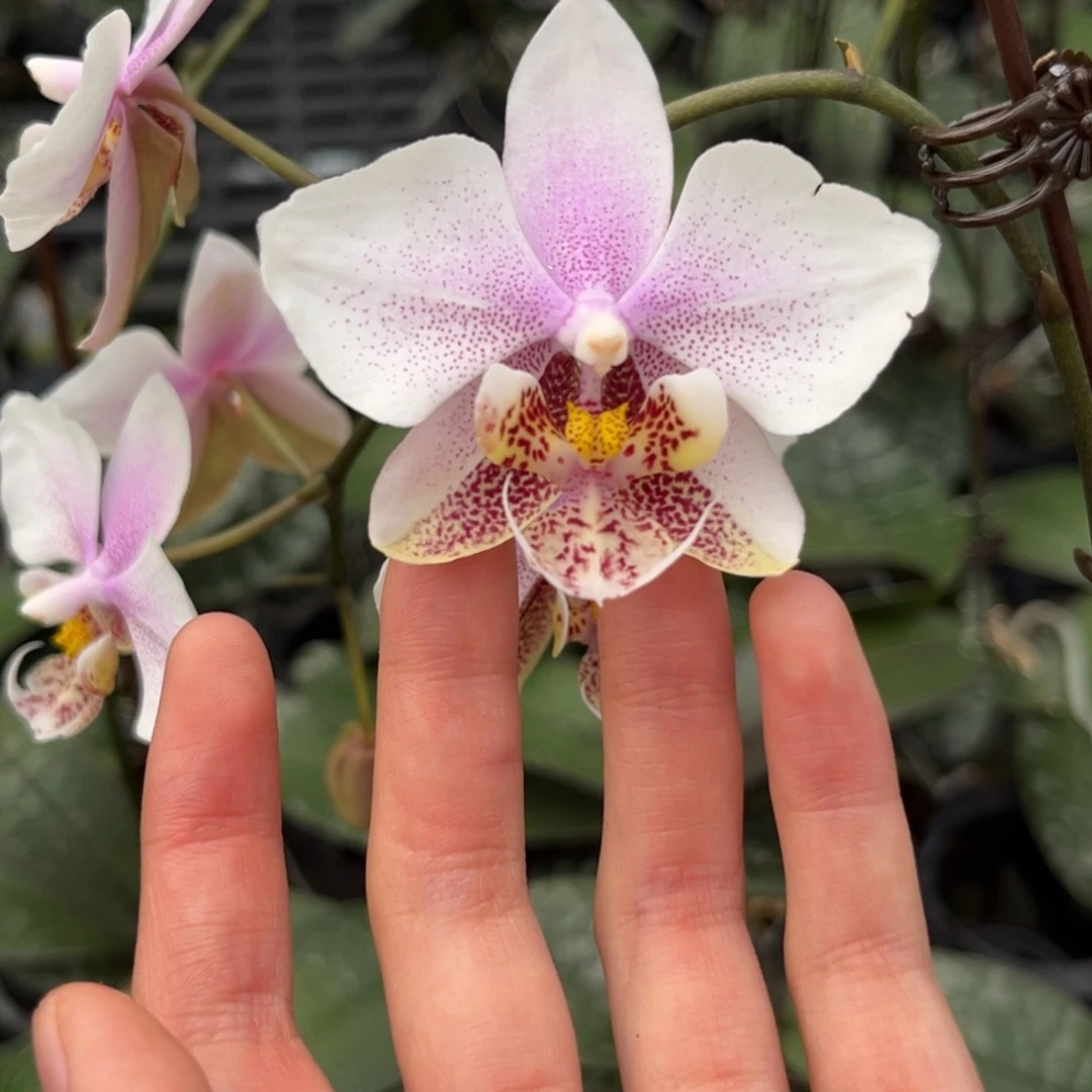 完全开放2.5寸西交白开花株