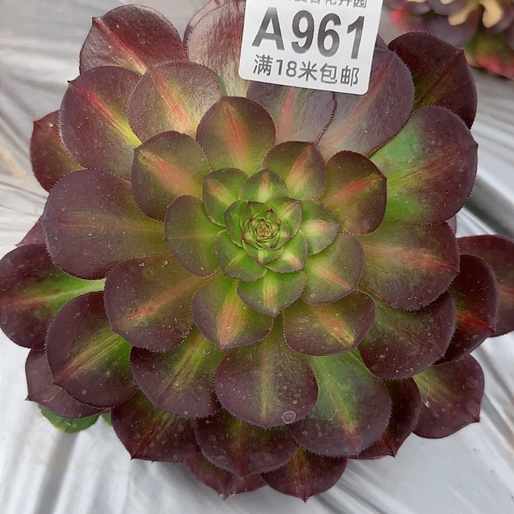 多肉法师淘宝福利