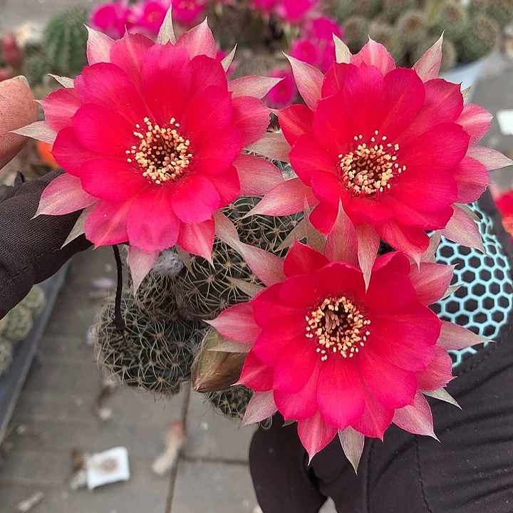 6120 侧芽自根丽花6厘米盆