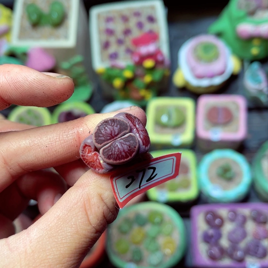 272生石花带盆发