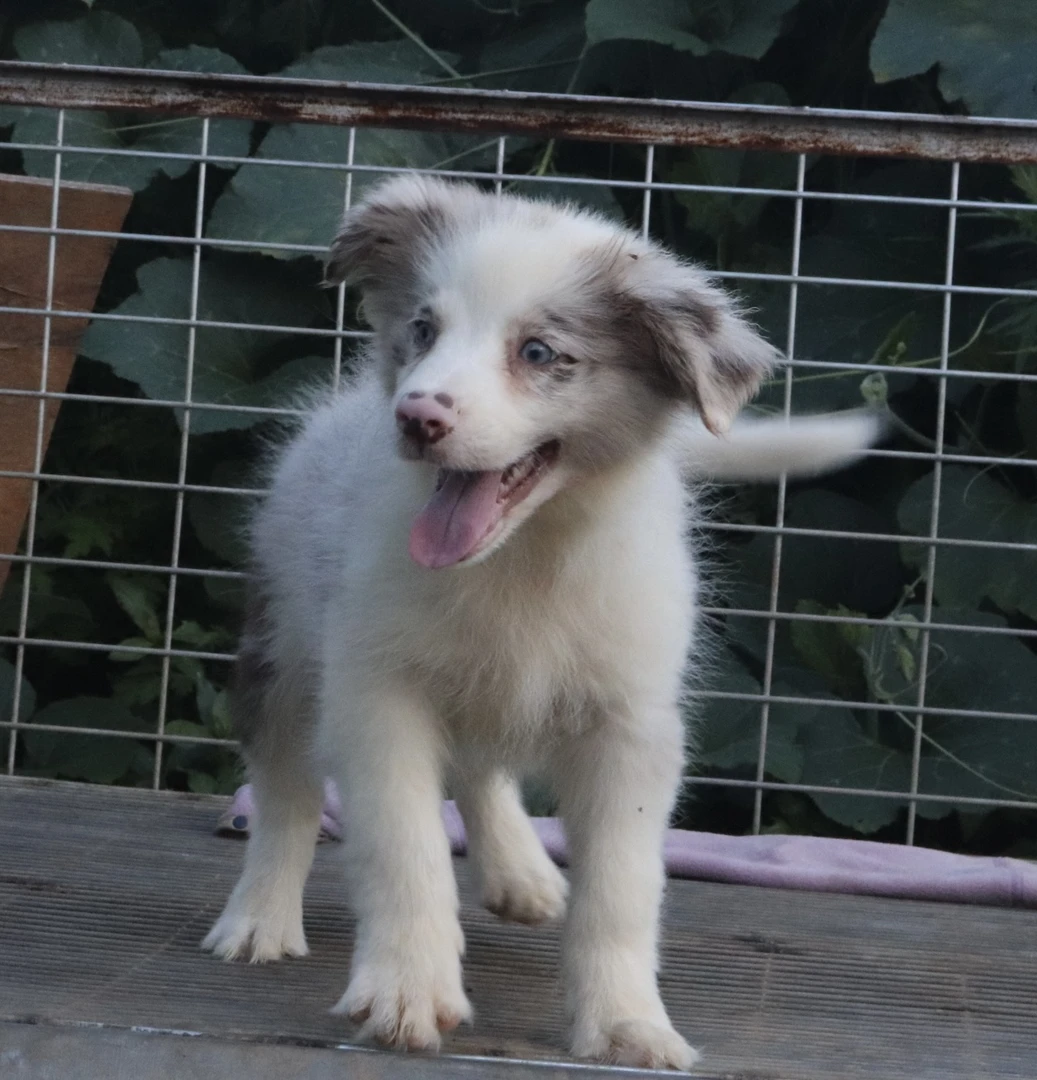 纯种边境牧羊犬多种品种可选适合家养