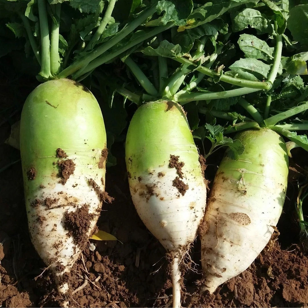 【现拔现发】湖北襄阳新鲜萝卜露头青生吃爽口微辣青萝卜水果萝卜