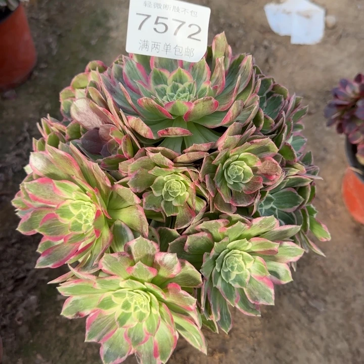 7572万彩灯多肉植物