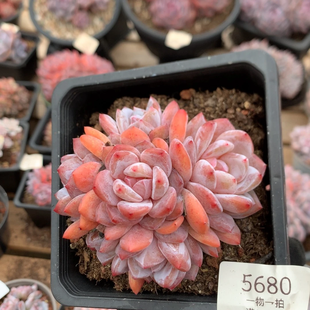 9厘米有砍六头雪天使 捧花 5680