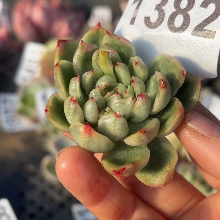 头盖锦多肉植物满18包邮当场凑单不满单隔天发顺丰到付