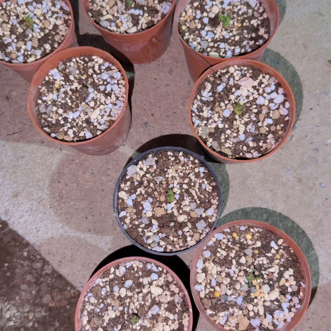 块根植物块根植物