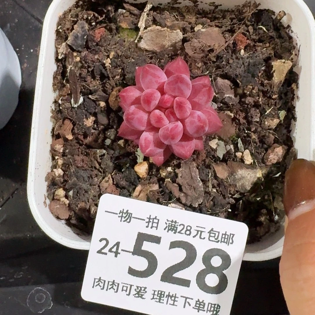 金鱼姬无盆土发货