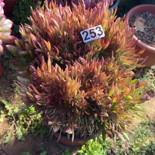 心**成一颗植物多肉法师植物