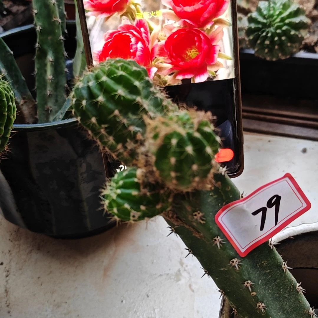 丽花秀普嫁接火焰79福