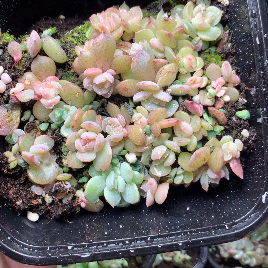 无花朵Q36云澜yyyyy