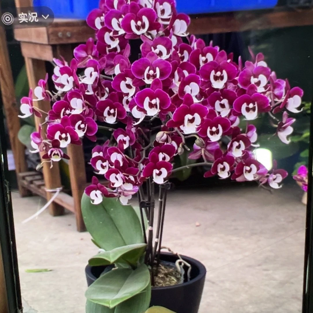 当前无花栽培后可以开花久久团圆处理苗凑单发货