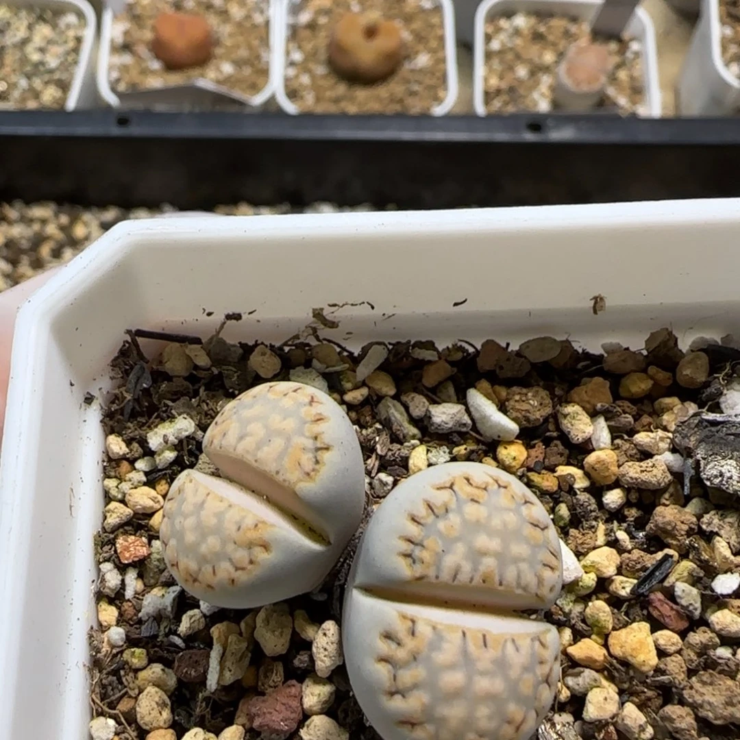 11.18。萌肉216花窗饼干。7068