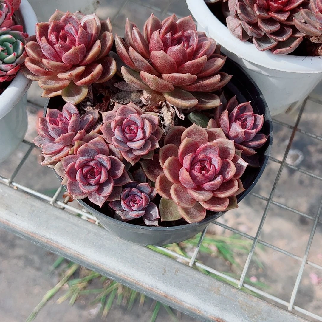 巧克力慕斯多头群生精品