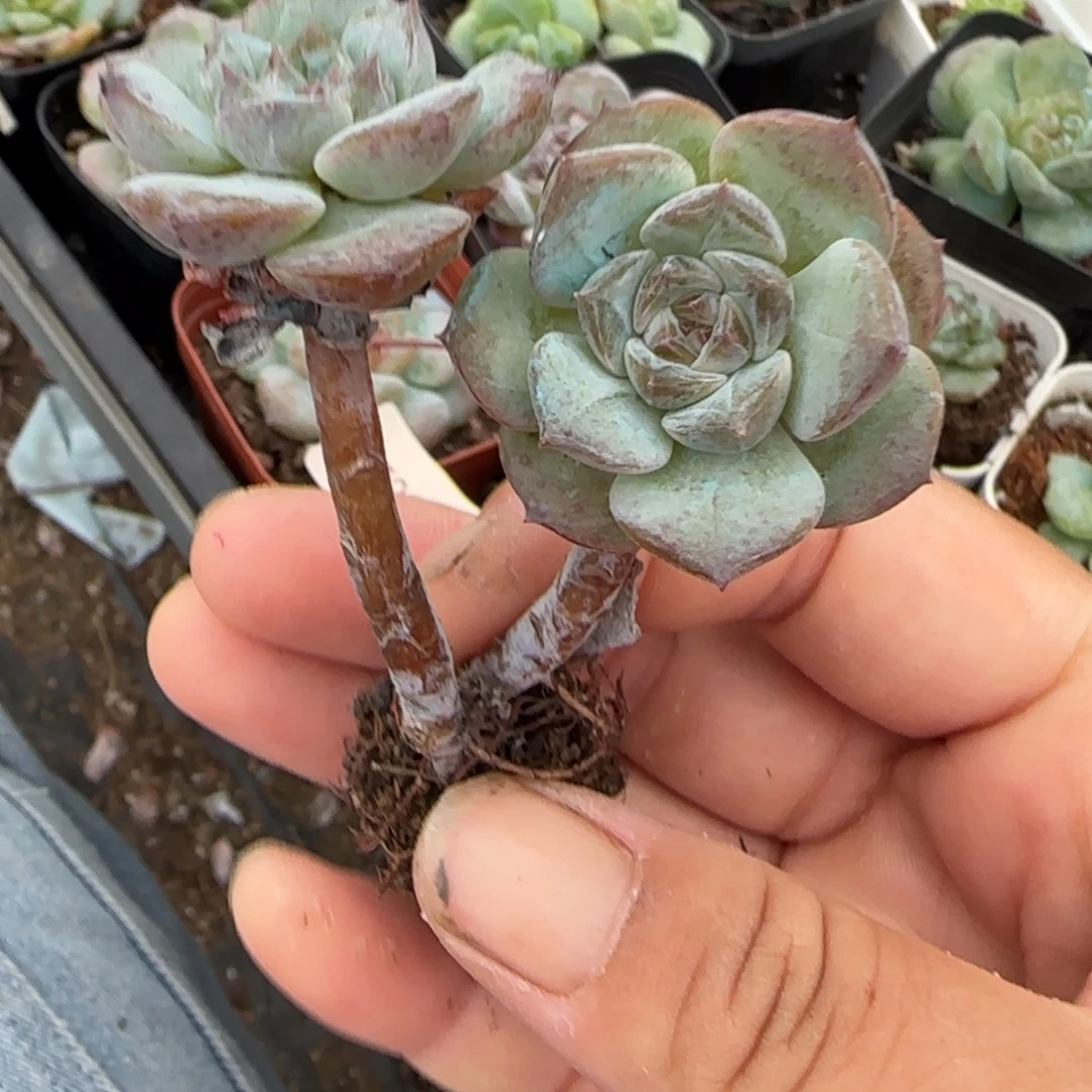 小卡拉米糖心一物一拍