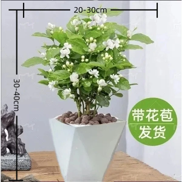 【送菱形盆】茉莉花盆栽四季开花重瓣浓香可室内外种植好养花卉绿植