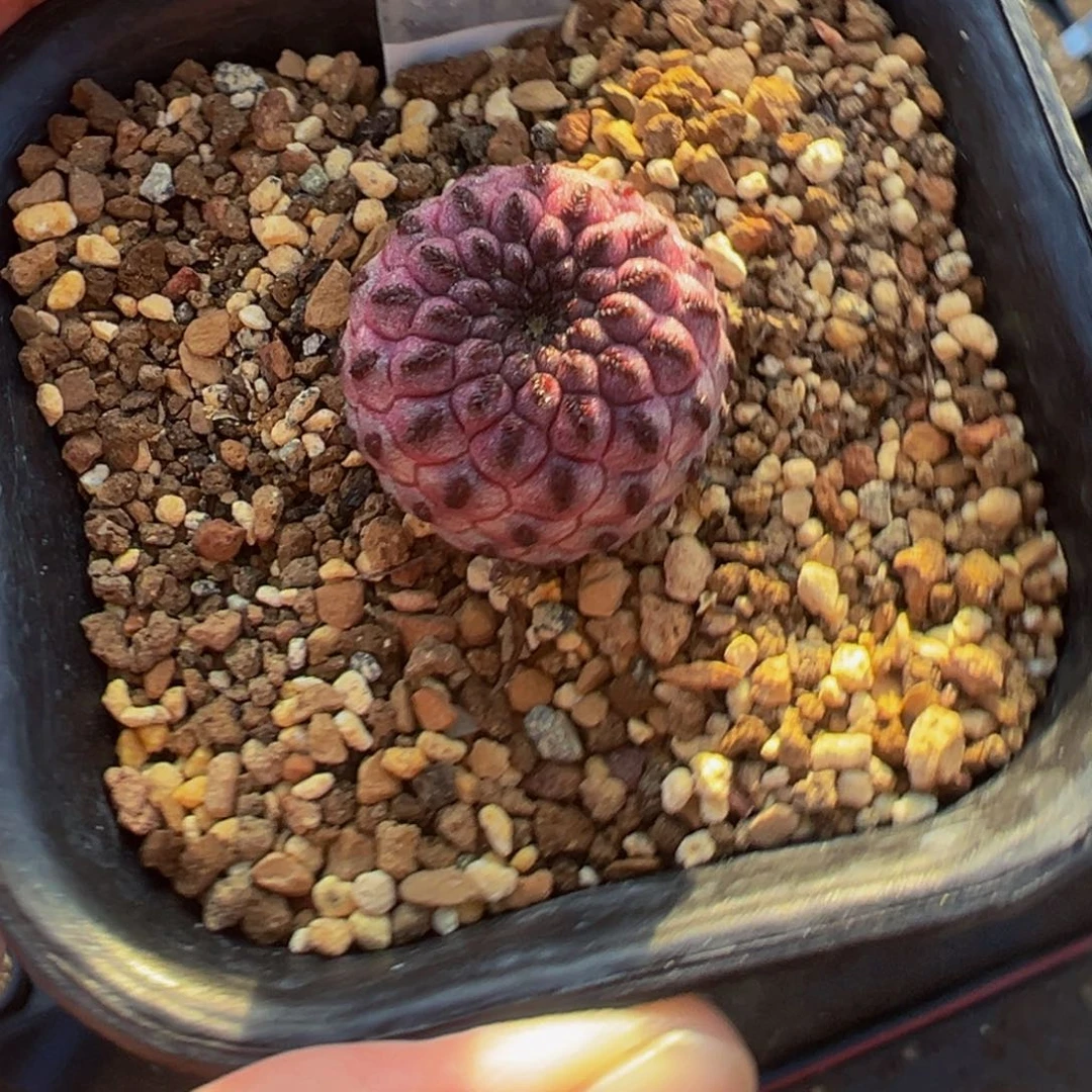 308实生根红丽丸仙人球多肉植物