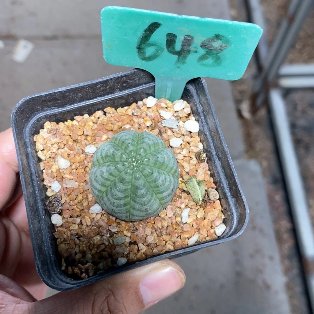 布紋球多肉植物一个
