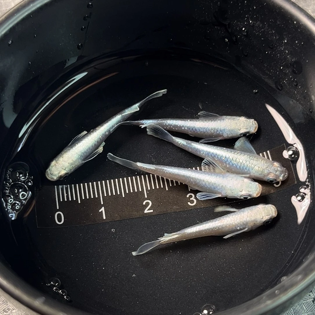 青鳉鱼短天五条14号