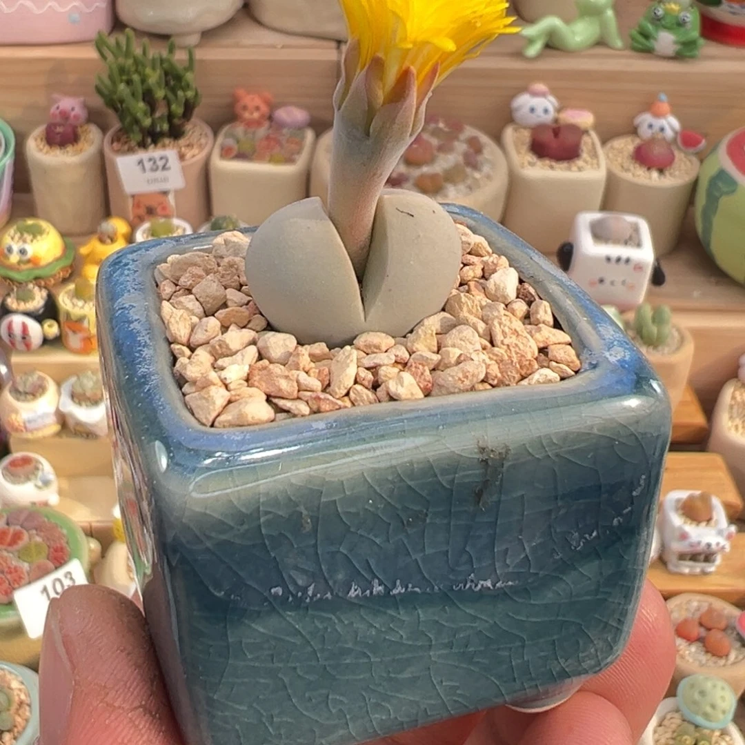 多肉植物20号春桃带盆