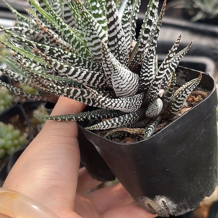 斑马条纹十二卷随机2盆发货