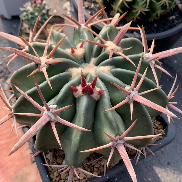 【闪购商品】开播福利实生仙人球