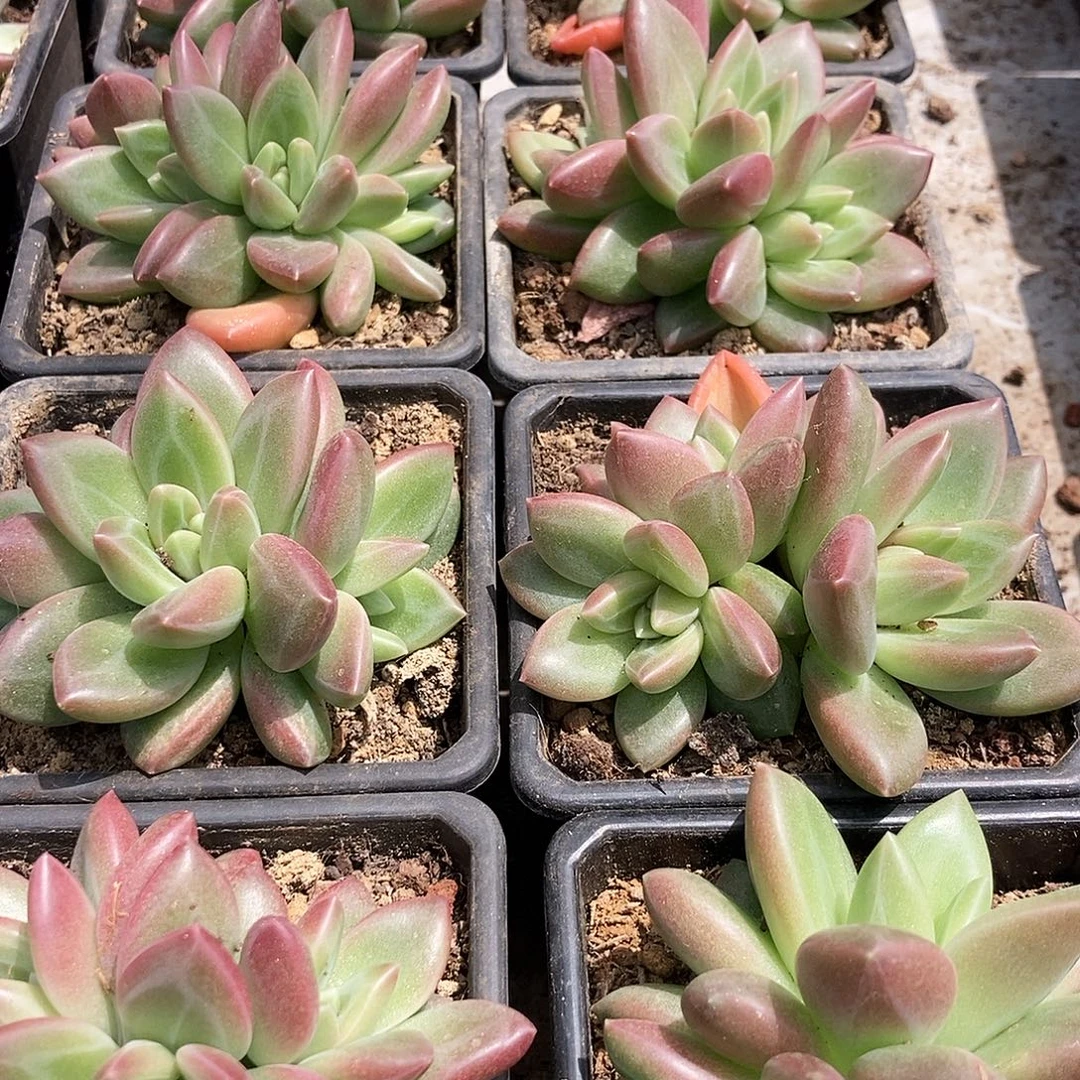 8-5迷雾泡泡随机3头