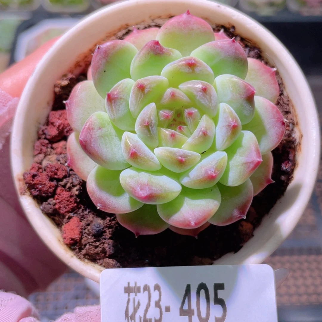 花利美23-405秘境冰魄