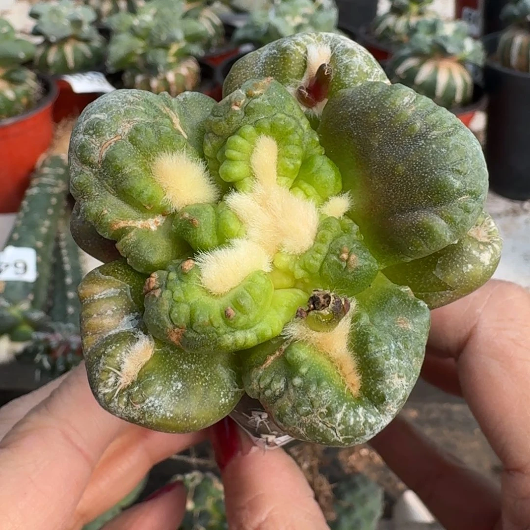 【闪购商品】无花朵福利苗接龟甲怒锦569