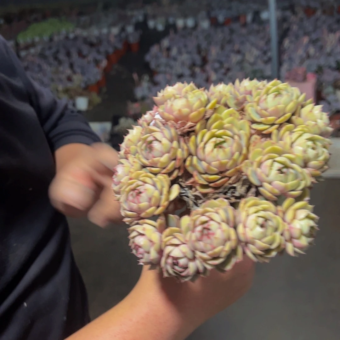 苯巴蒂斯大手捧多肉