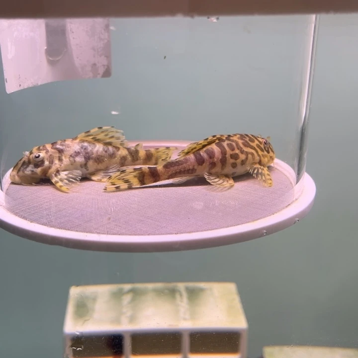 清道夫鱼黄金斑马种鱼一对8cm左右