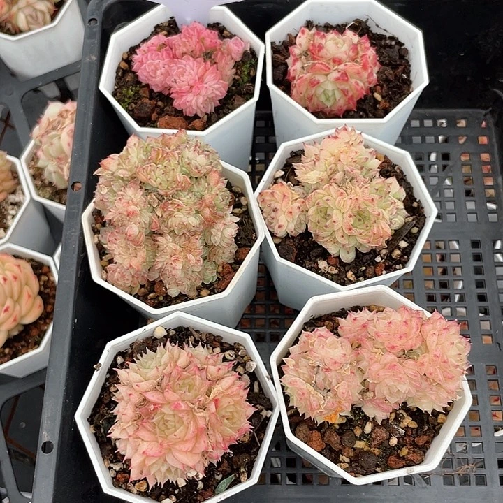 薇薇安园艺多肉2885