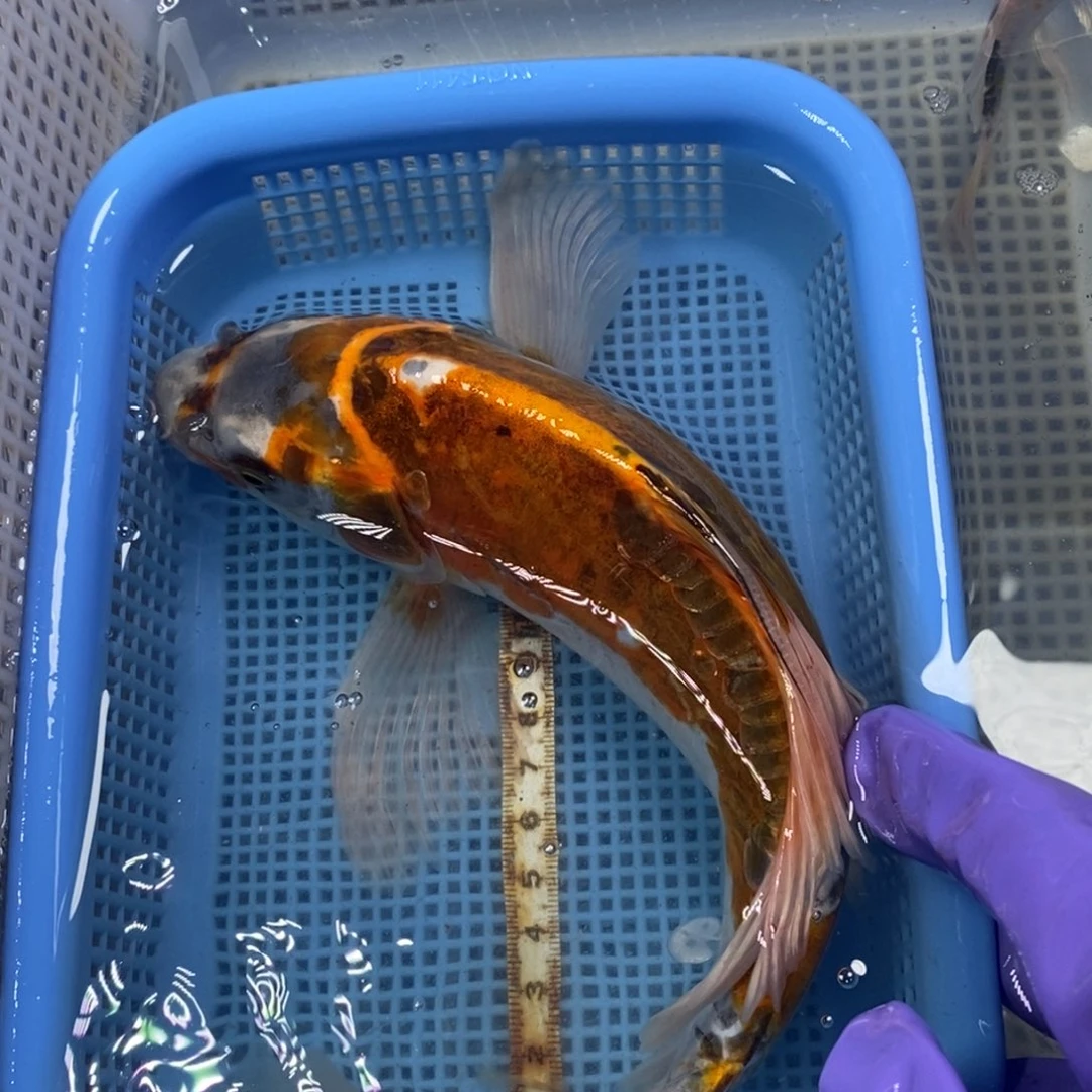 锦鲤冷水锦鲤包邮