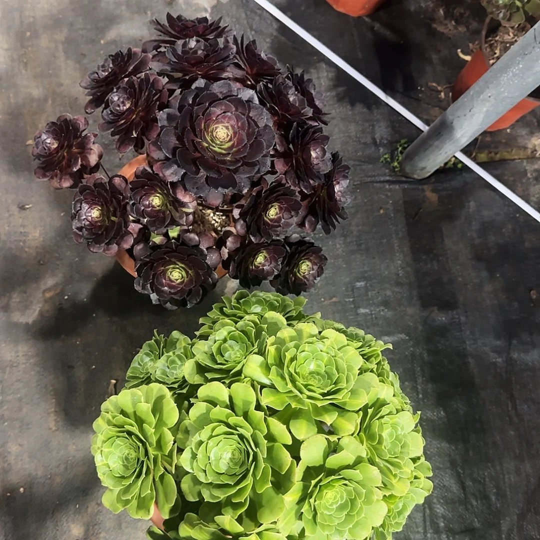 大***静205组合法师多肉，11