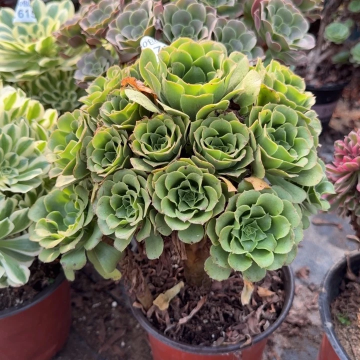 满20包邮476绿玫瑰老桩