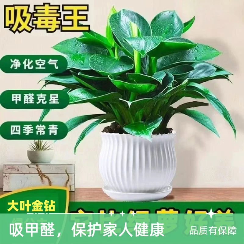 大叶金钻绿植客厅花卉净化空气四季常青美观易活吸除甲醛植物