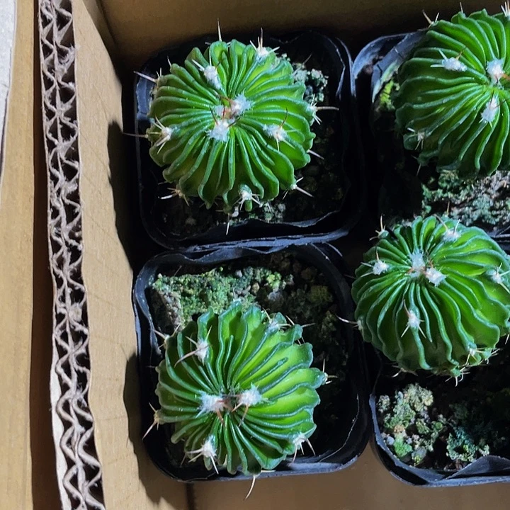 星巴克带盆土发货