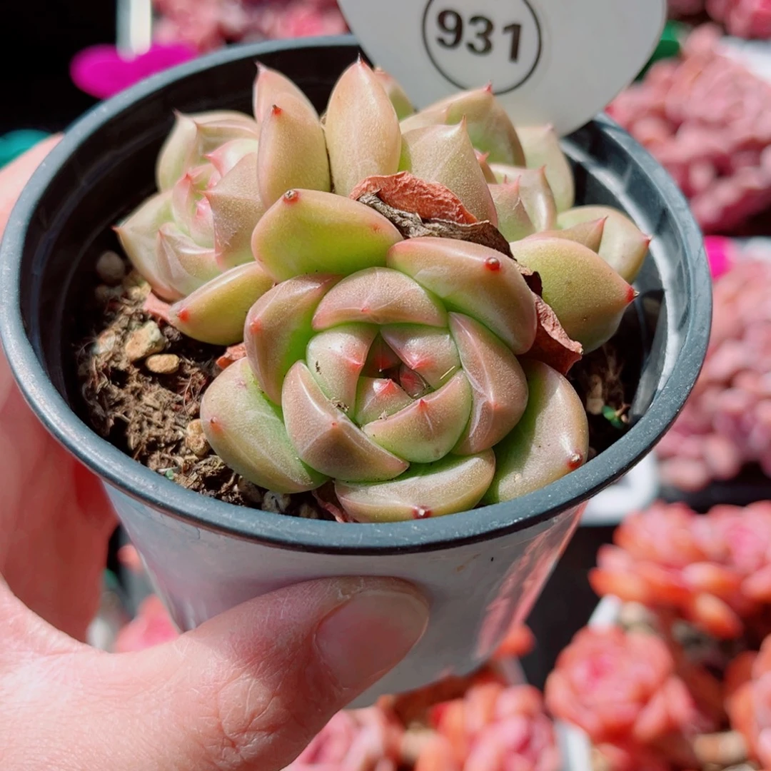 小***西931号小老桩珍妮群