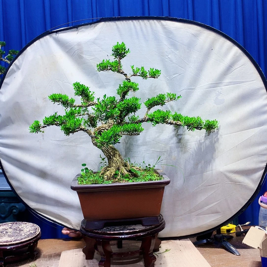 吴***选无花朵黄杨盆景一物一拍