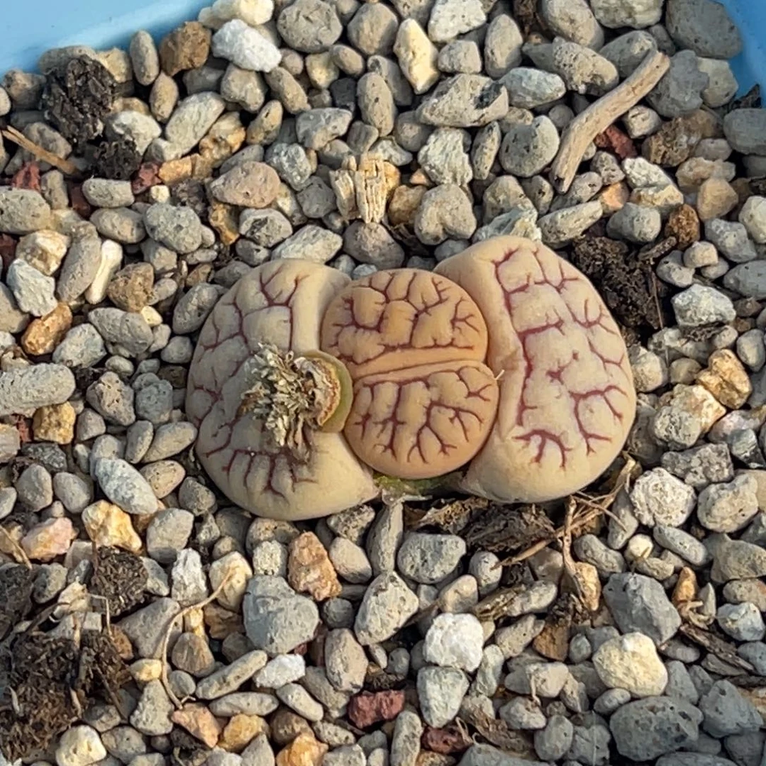 9082红纹261一颗。