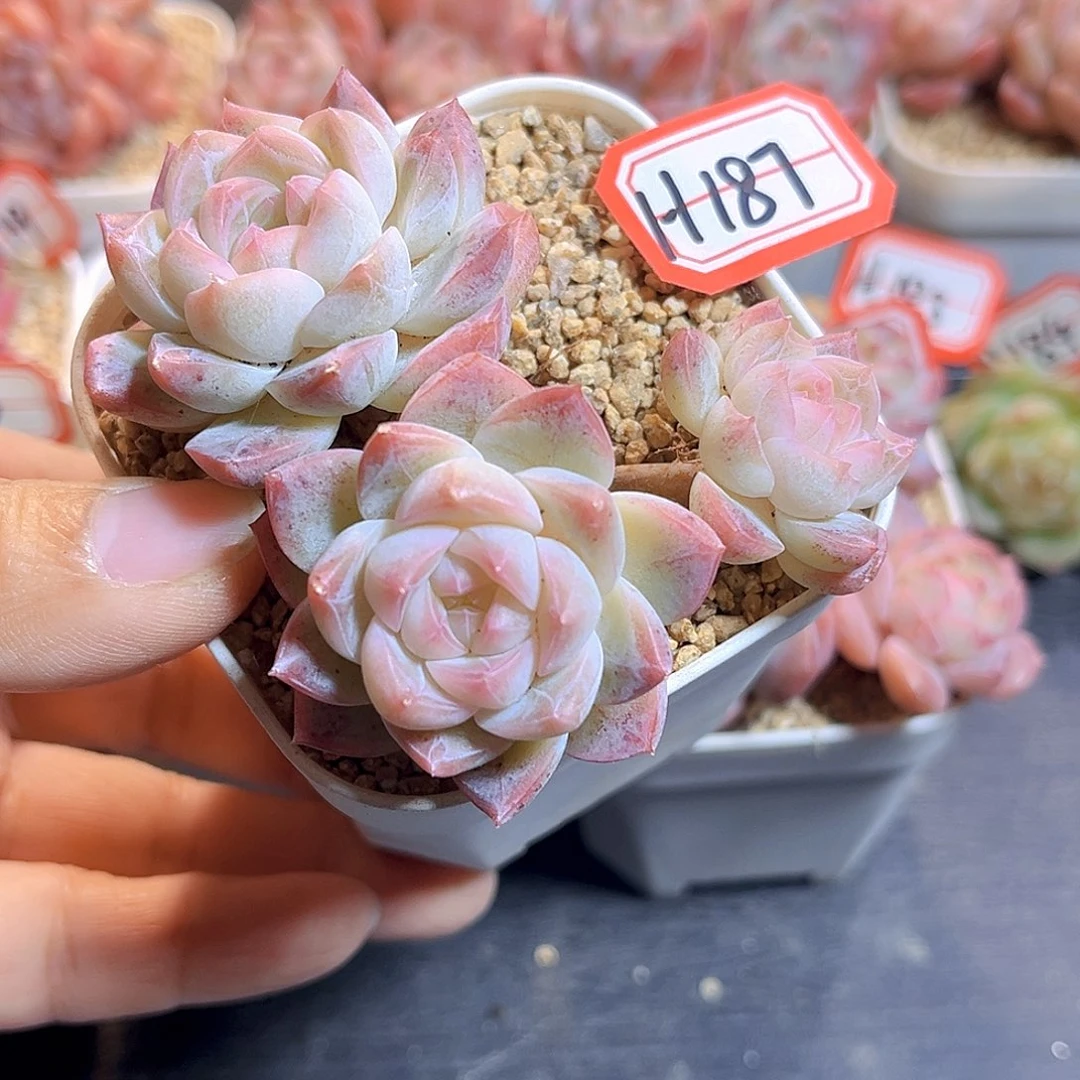 H187  新品珍妮满18包邮