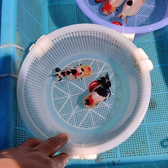 战***机金鱼067兰寿两只特价顺丰包邮