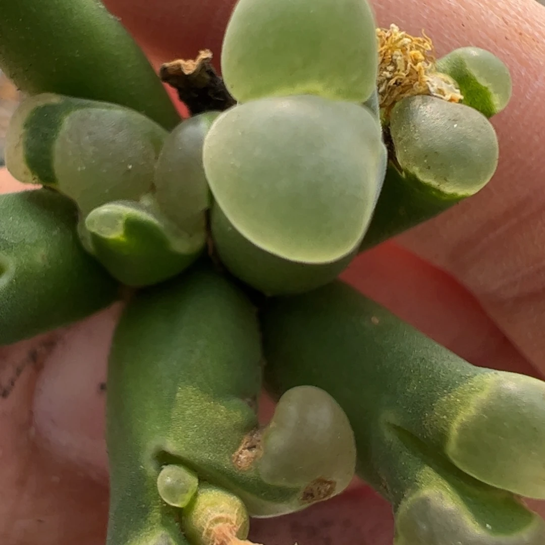 861 好看的多肉冲冲冲