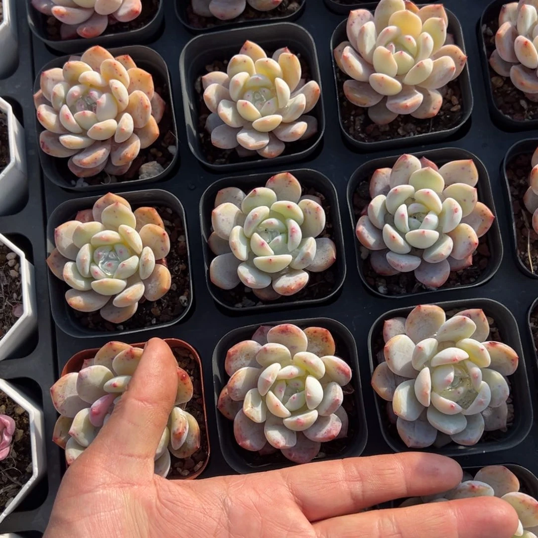 梦露3颗量拍多肉满20包邮