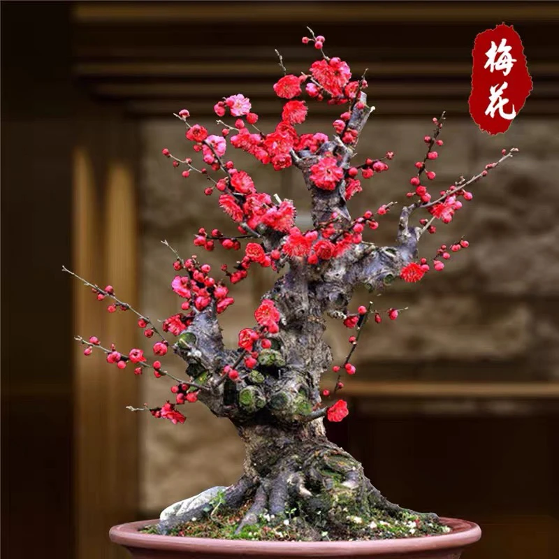 梅花盆景盆栽耐寒老桩室内外庭院阳台花卉绿植