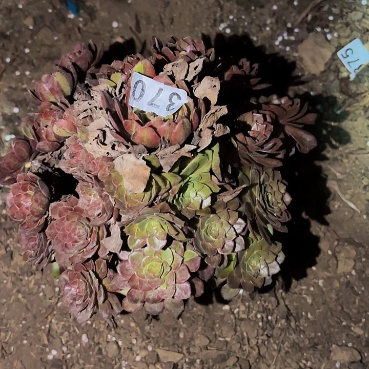 370男爵多肉植物不售后