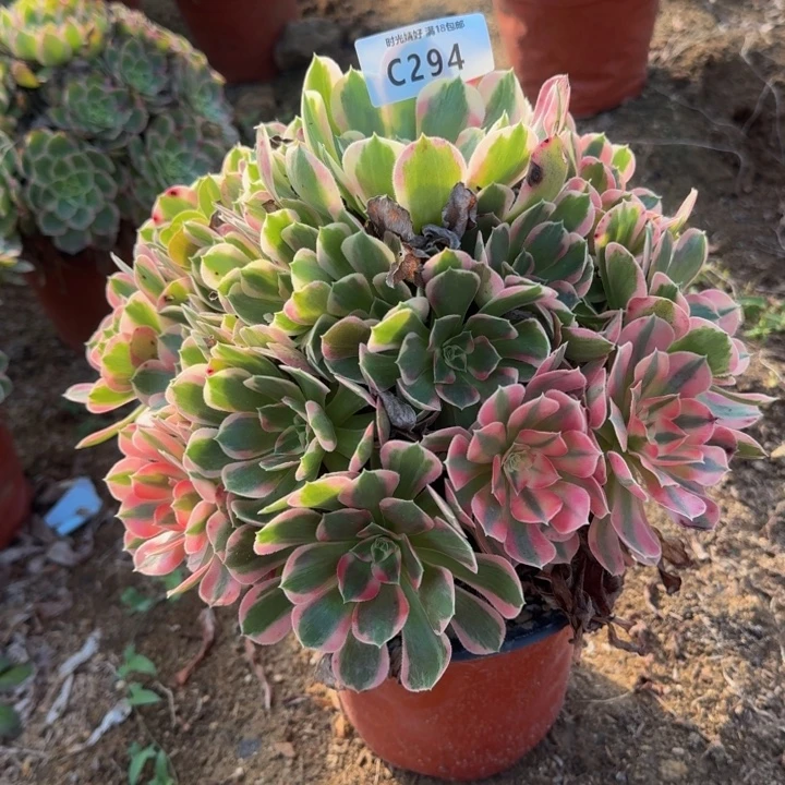294妖月 多肉植物