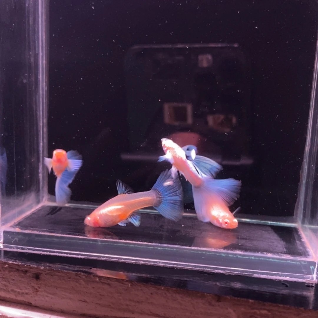 西***帖孔雀鱼蓝色飞船两对