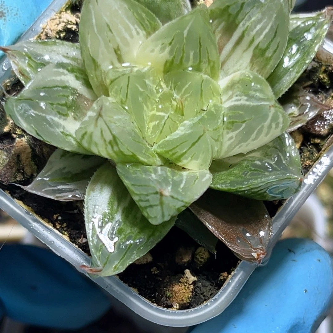 恭喜发财大吉大利512